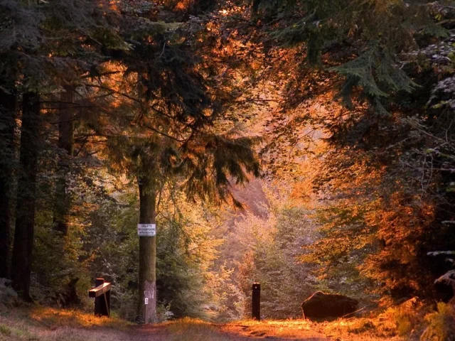 Foret Beffou Loguivy Plougras Samuel Jouon Declicarmor2009