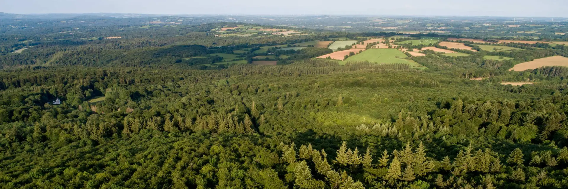 Unz forêt survolée