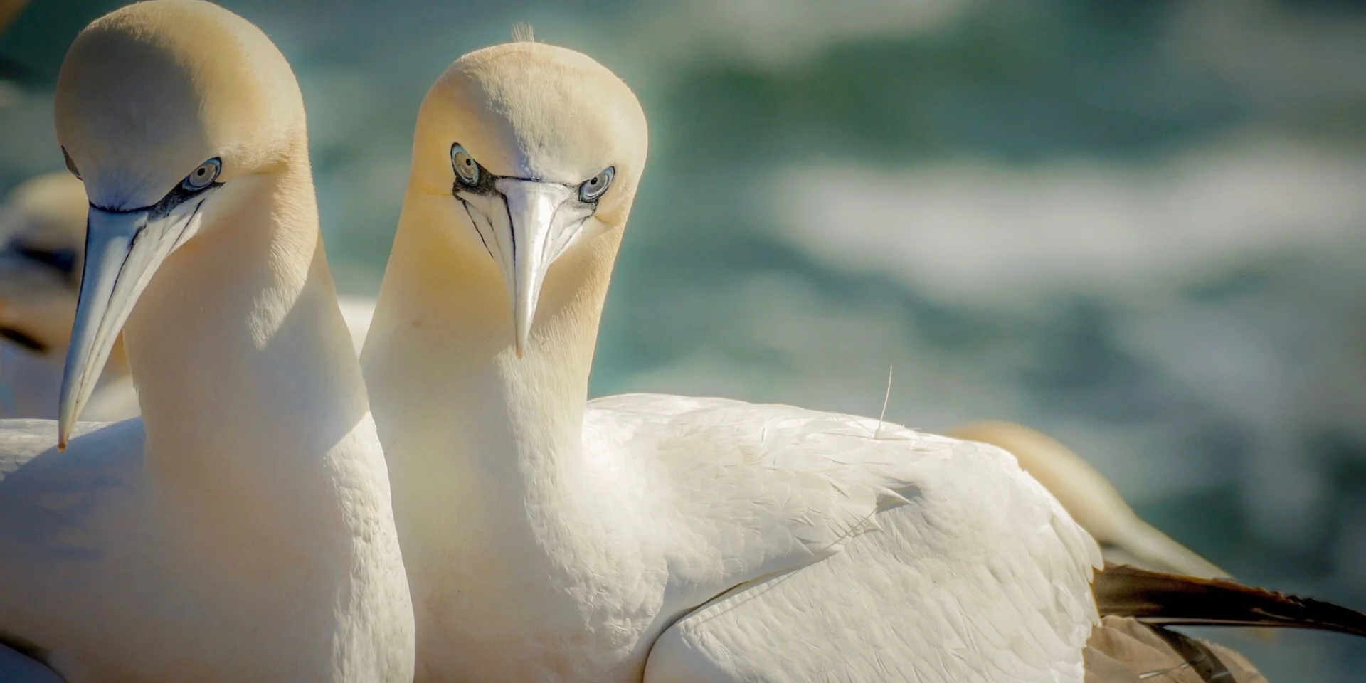 2 Fous de Bassan nichent au dessus de la mer