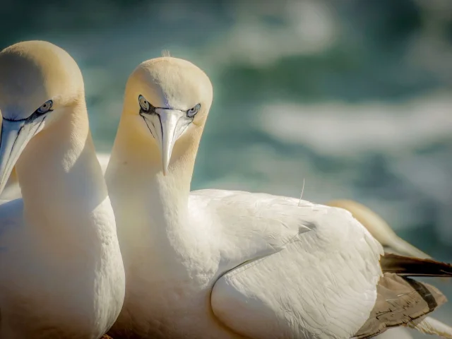 2 Fous de Bassan nichent au dessus de la mer