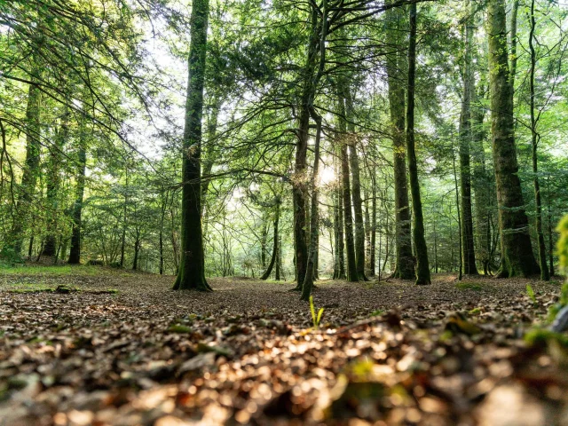 Foret De Beffou 2