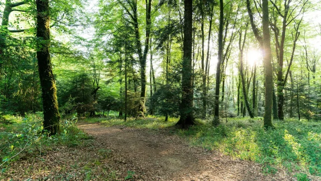 Un sentier en forêt