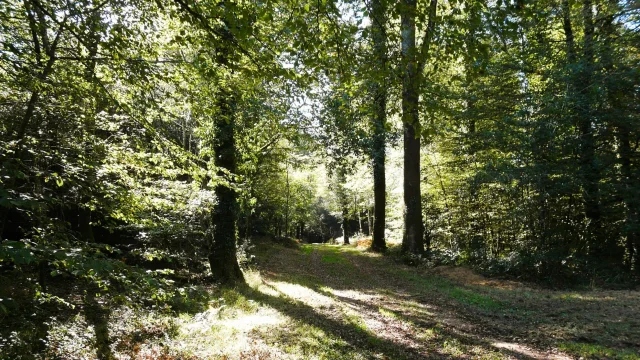 Hetraie Centenaire Beffou