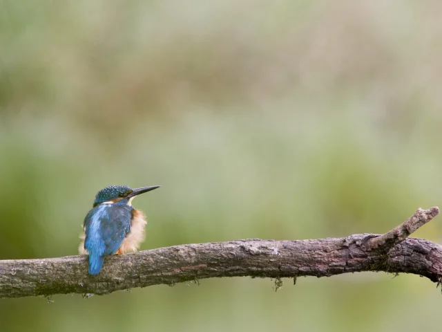 Martin Pecheur Sur Le Leguer Samuel Jouon Declicarmor2011