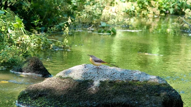 Une Bergeronnette des ruisseaux sur un rocher au milieu d'un ruisseau - Poulloguer