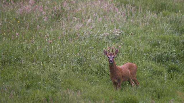 Un brocard en Bretagne