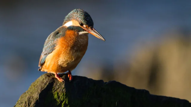 Quand la marée descend, le martin pêcheur vient pêcher dans les mares toutes fraiches.