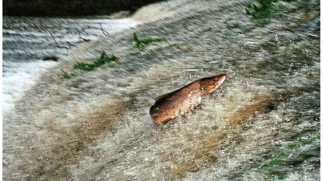 Saumon sautant dans la rivière Le Léguer
