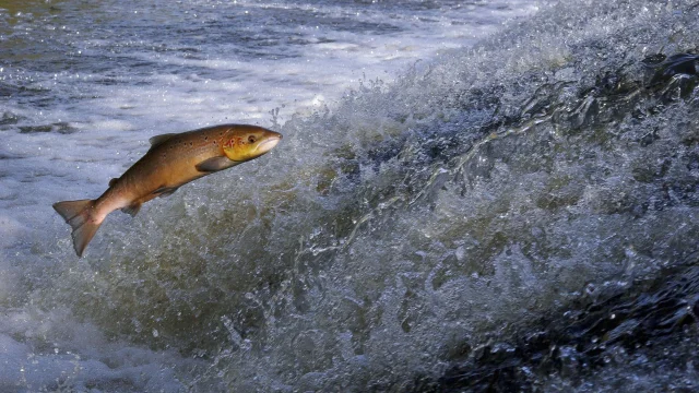 Saumon sautant dans une rivière Le Léguer