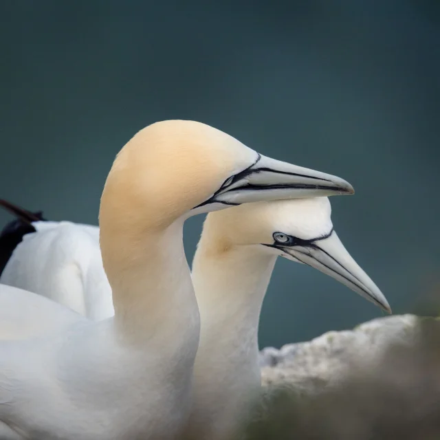 2 Fous de Bassan sur l'archipel des 7 Iles