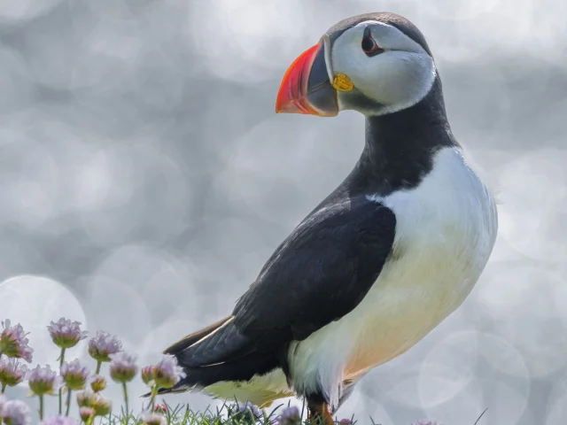 Cotes Armor Fabien Coisy11