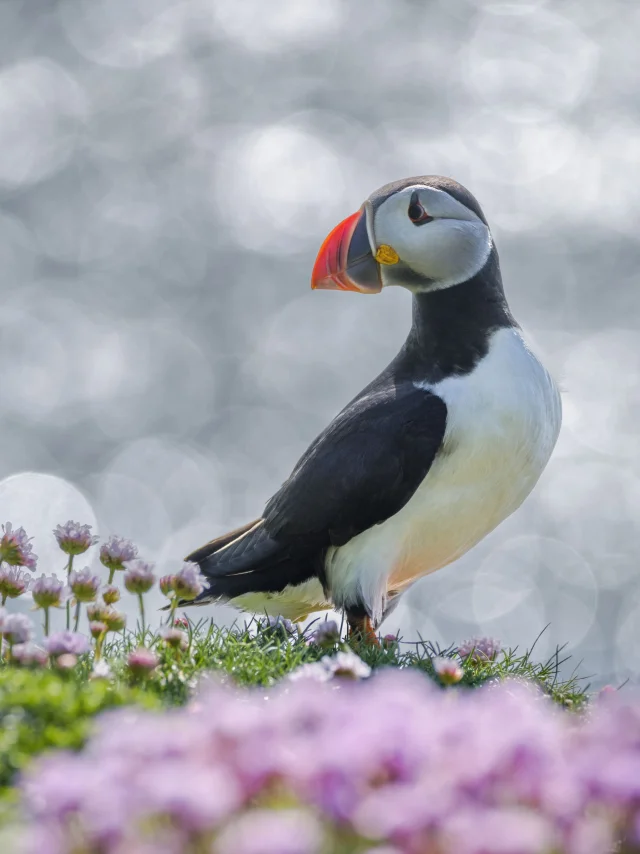 Cotes Armor Fabien Coisy11