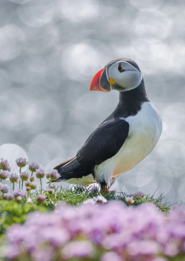 Cotes Armor Fabien Coisy11