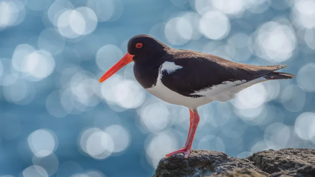 Cotes Armor Fabien Coisy12