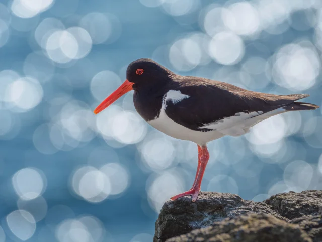 Cotes Armor Fabien Coisy12