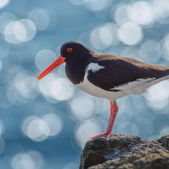 Cotes Armor Fabien Coisy12