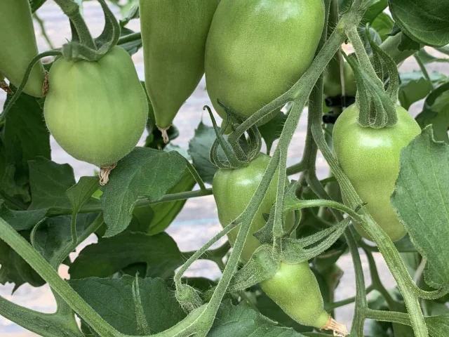 La Ferme De Keredern 2