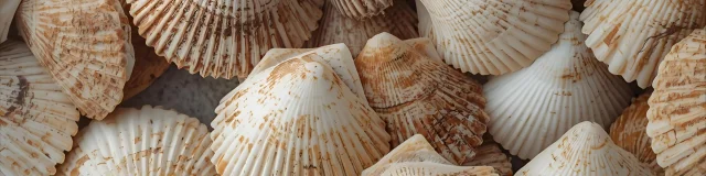 Several scallop shells