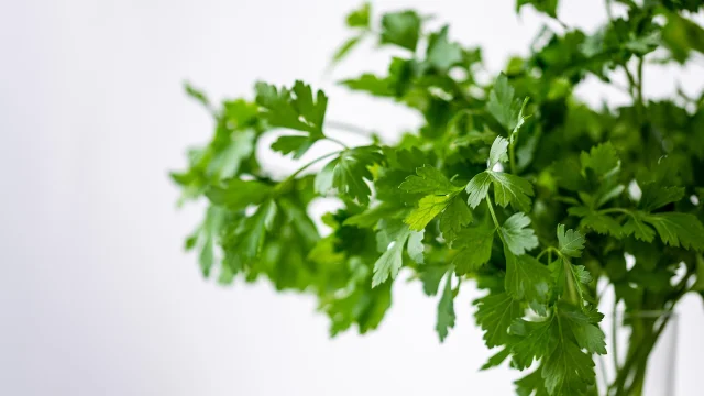 Parsley 4688651 1280