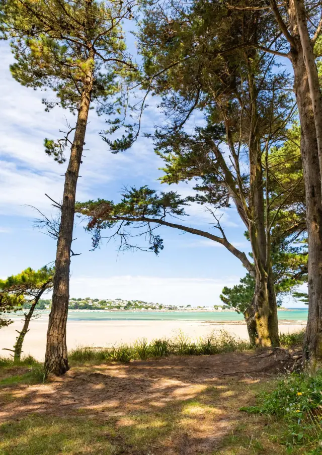 Un sentier de randonnée sous les pins maritimes offre un panorama sur un baie avec la mer à marée basse.