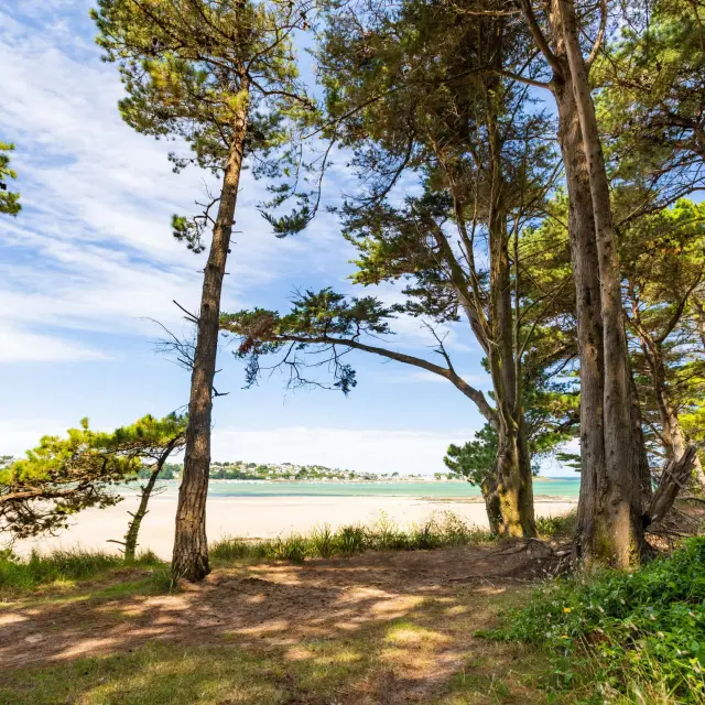 Un sentier de randonnée sous les pins maritimes offre un panorama sur un baie avec la mer à marée basse.