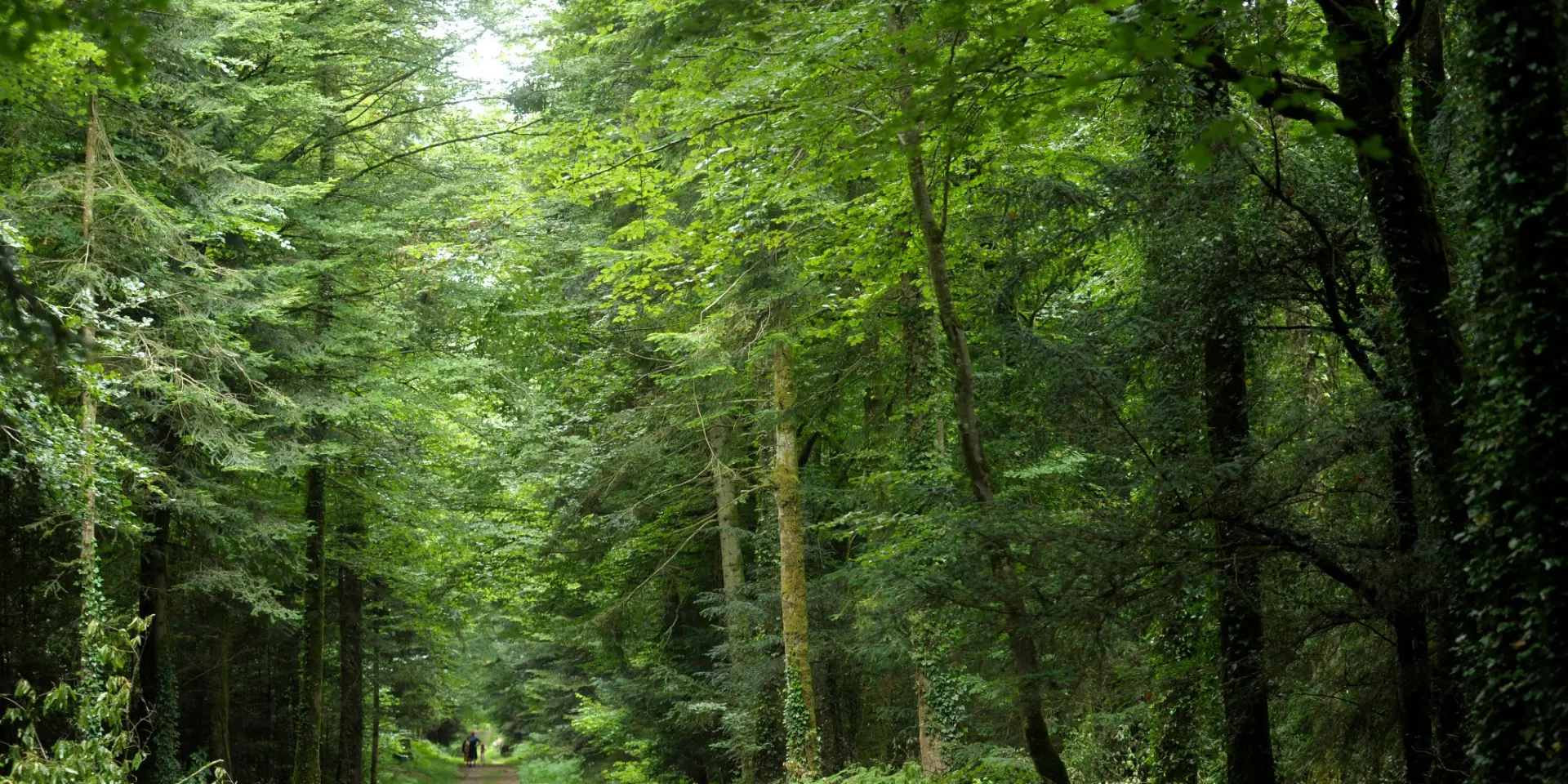 Foret Beffou 3774 T Jeandot