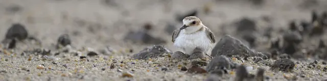 Petit oiseau couvant ses oeufs sur un haut de plage avec des petits caillous